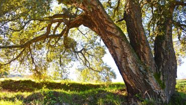Serra de Monchique_sobreiro_er (1)