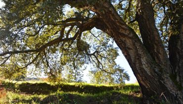 Serra de Monchique_sobreiro_er (3)
