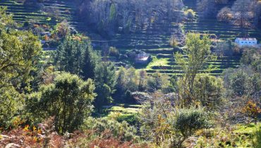 Serra de Monchique_socalcos_reflorestacao_er (6)