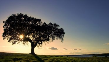 Oak tree by a lake.