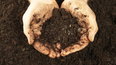 Hands covered with earth. Dirty hands of a working Farmer - corns on the palms in abrasions. hard work concept