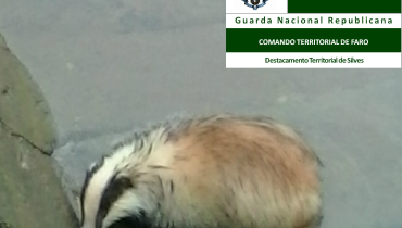 Texugo