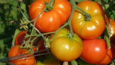 Tomates horta