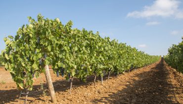 Vinhas (4)