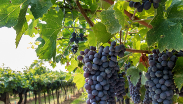 Vinhos Negra Mole jan. 2024 F+P Lagoa EHT Portimão 1