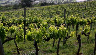 Vinhos do Algarve Press Tour CVA 2016_29