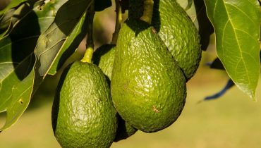 abacates