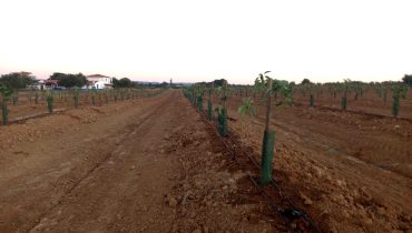 abacates tavira em transicao (3)