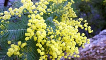 acacia_mimosa