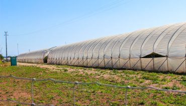 agricultura estufas_PL-22