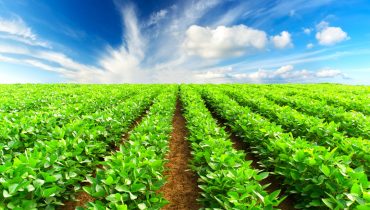 Rows on the field. Natural agricultural ladscape in the summer time
