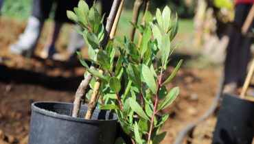agro ecologia|MEDadap- 4 NOVEMBRO|MEDadap-3 NOVEMBRO