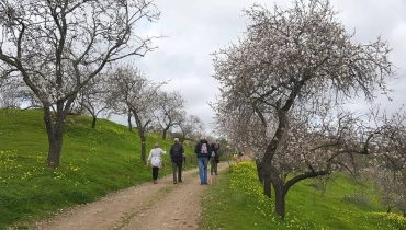 amendoeirasemflor2017 (13)
