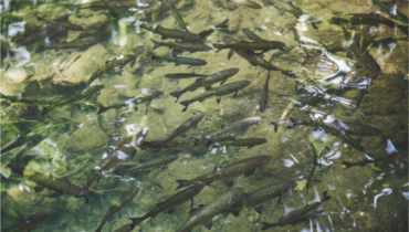 aquacultura