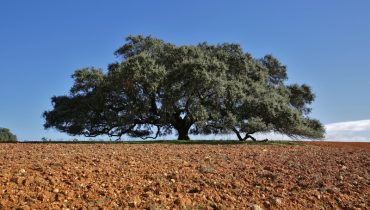 azinheira secular de mertola