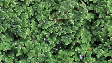 azolla-filiculoides-F.-Carrapiao-834x399|retirada de azola_2|retirada de azola_1
