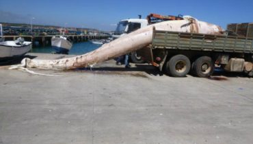 baleia 2 007 (800x533)