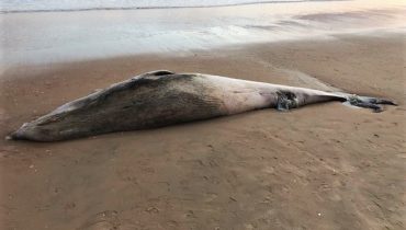 baleia morta manta rota