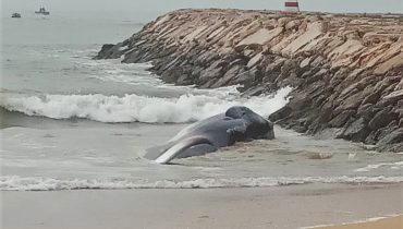 baleia morta quarteira