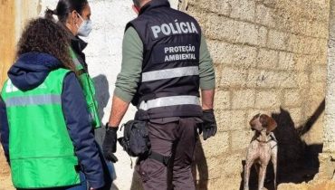 bem estar animal portimao (3)|bem estar animal portimao (1)|bem estar animal portimao (2)
