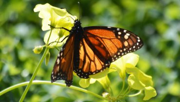 borboleta monarca_natureza