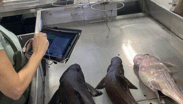 bycatch tubarões1