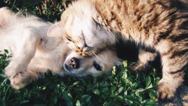 cães e gatos cão e gato
