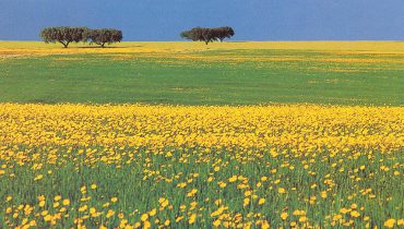 campos floridos|campos floridos|jorgepaiva2