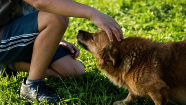 cão animais de estimação