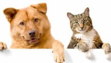 cão e gato 1