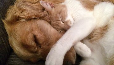 cão e gato 2|Obras CRO Animais Canil Gatil Faro (1)|Obras CRO Animais Canil Gatil Faro (2)