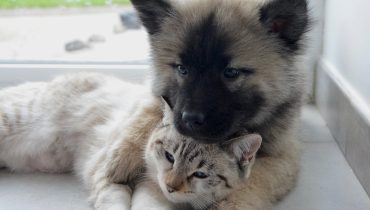 cão e gato 4