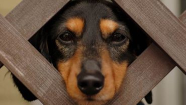 cão