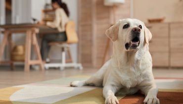 White Dog Lying on Carpet by Owner