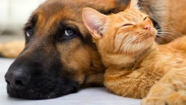 cao_gato_animal_animais|thumbnail_logotipo-provedoria-do-animal