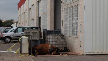cavalo-morto-areal-gordo