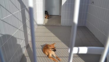 centro recolha animal faro (8)