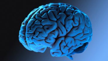 cerebro