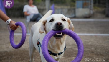dog puller_1|dog puller_2|dog puller_3