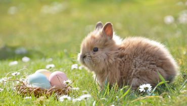 easter-g9d3b9af70_1920|unnamed (1)|APS23882_Web|Vila_Gale_Tavira|337000743_712468303893666_4748977625426836217_n|WhatsApp Image 2023-03-28 at 15.12.50|WhatsApp Image 2023-03-28 at 15.17.45|336646696_678843584016322_6131180175049872657_n|picnic-g66cda70d5_1920|Anantara_Vilamoura_Algarve_Resort_Pool_view_Palms_Side_Pespective