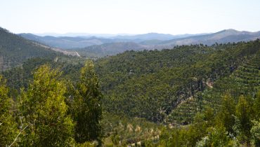 eucaliptos na serra-53