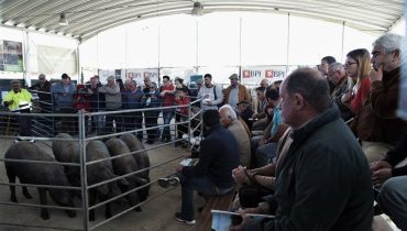 feira de garvão