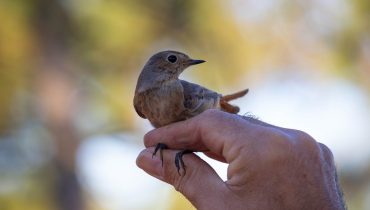 festival de observacao de aves de sagres_anilhagem3_BeatrizPinho1