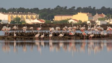flamingos icnf