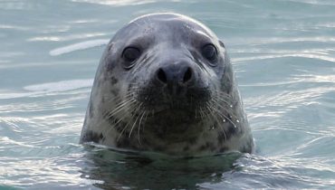 foca cinzenta