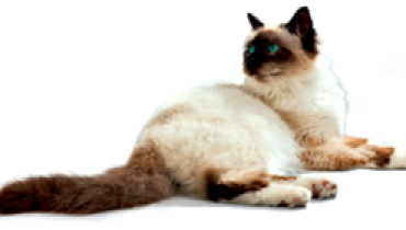 gato