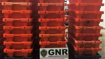 gnr apreensao peixe