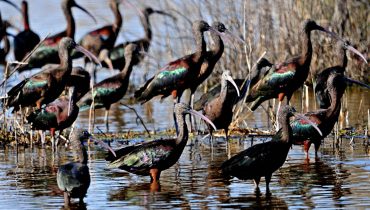 ibis negros_Carl Hawker|Ibis negros_Manfred Temme|Ibis negros_Manfred Temme_2|camao_Manfred Temme