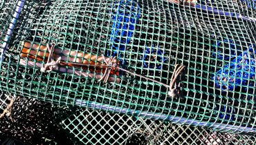 icnf pesca ilegal 2|icnf pesca ilegal