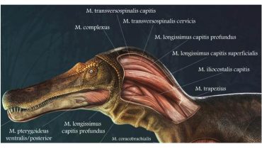 ilustracao do dinossauro|premio_NG_ilustracao